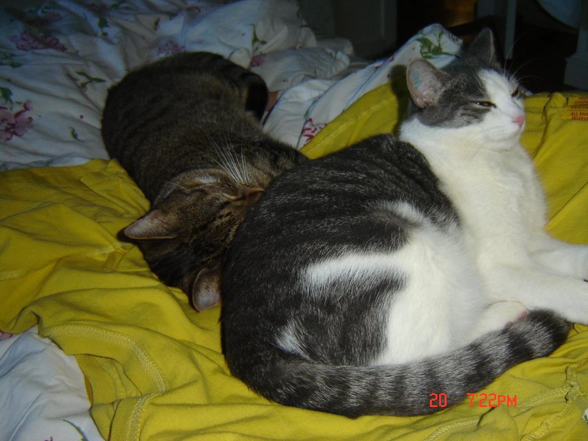 Huskat Chili billede 2