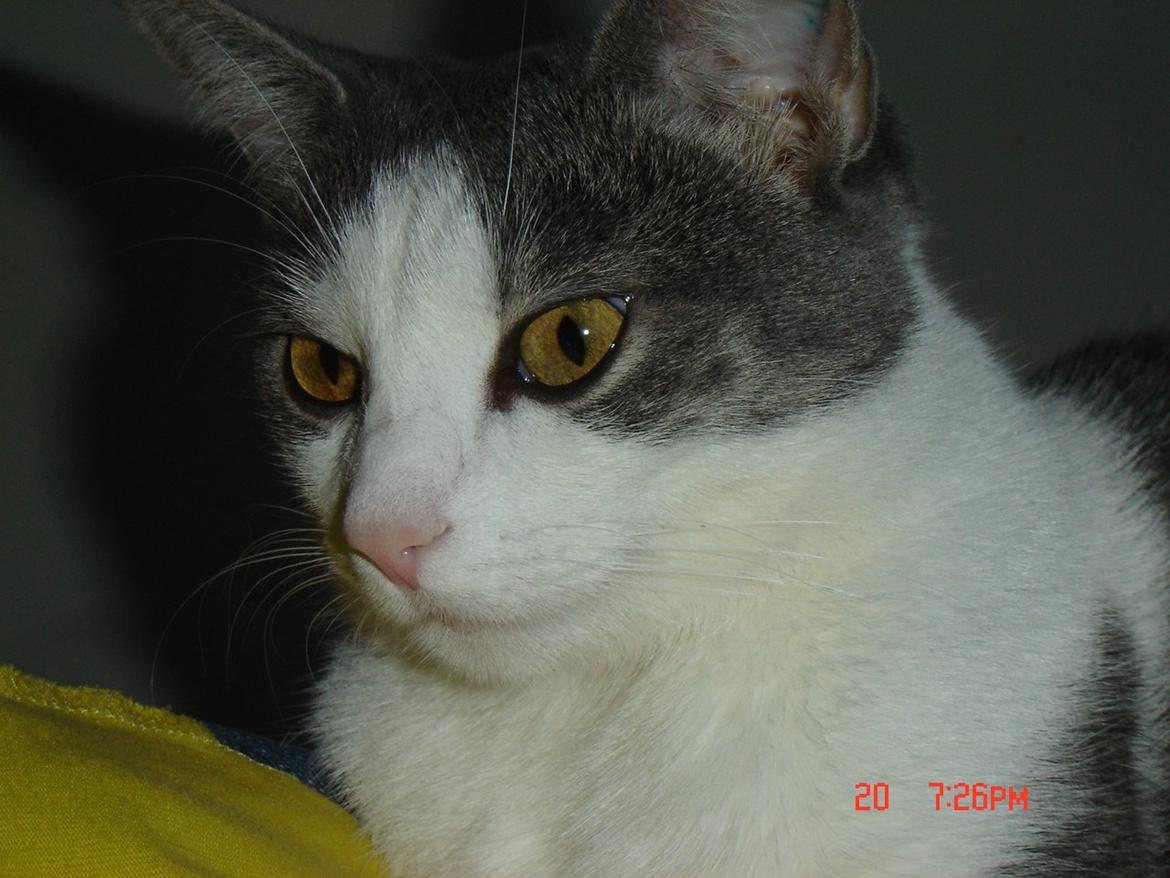 Huskat Chili billede 3