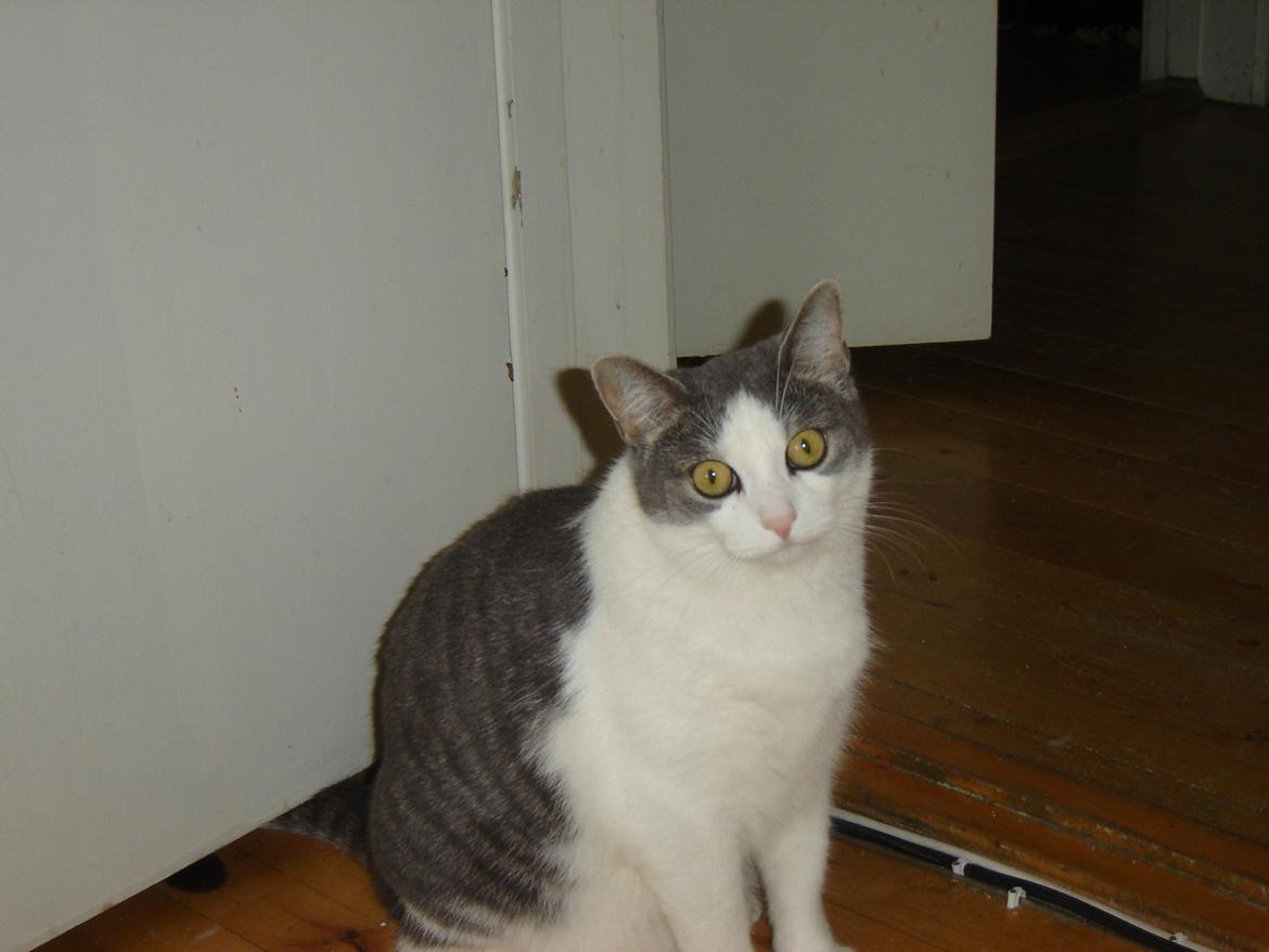 Huskat Chili billede 4