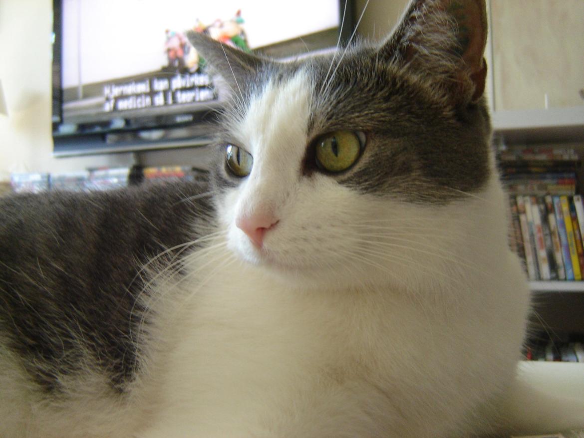 Huskat Chili billede 5