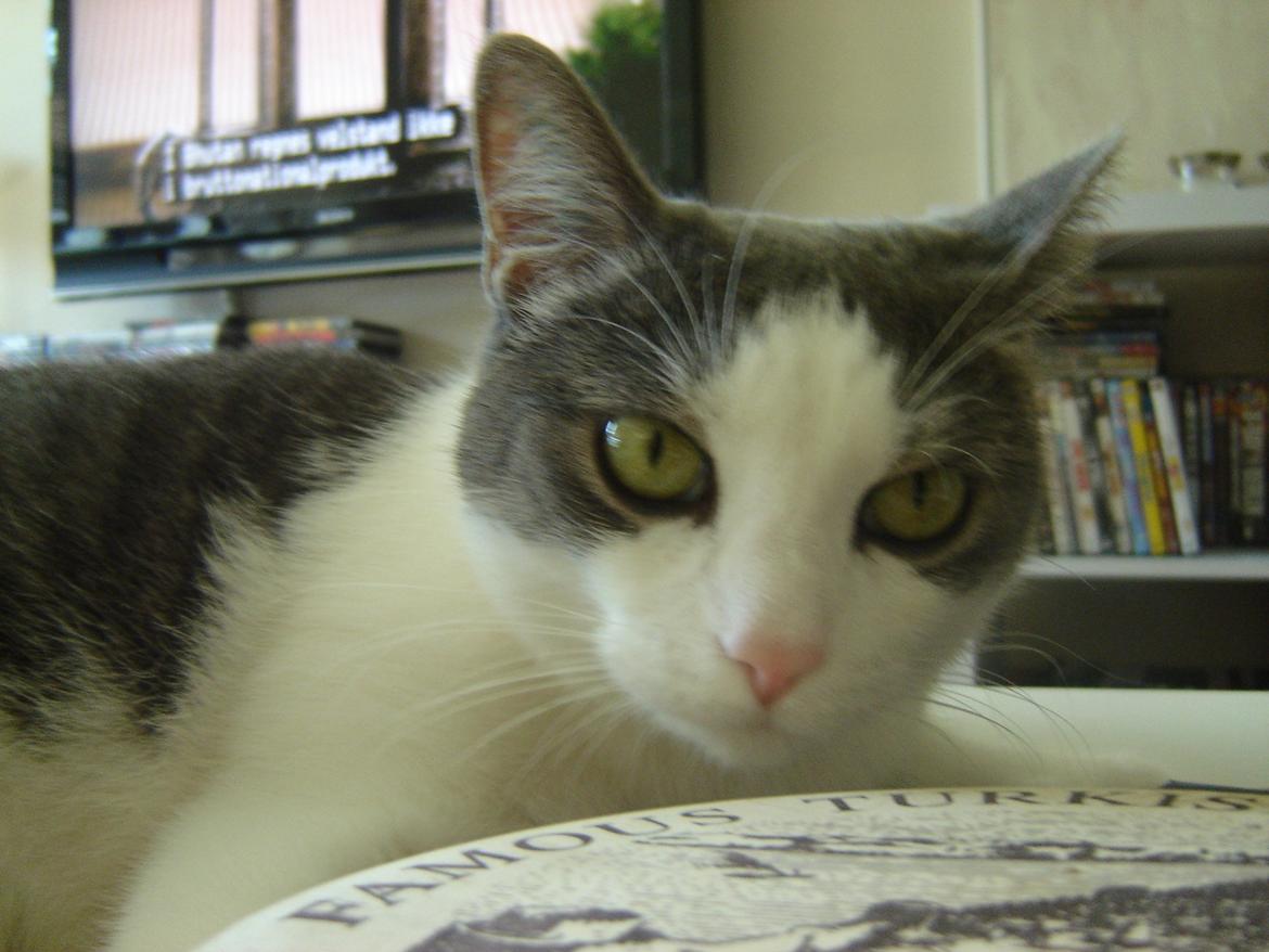 Huskat Chili billede 6