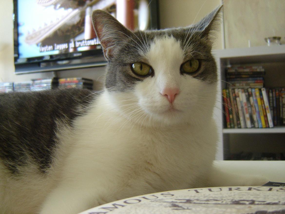 Huskat Chili billede 7