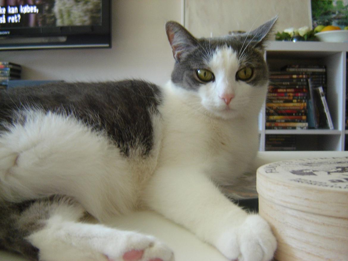 Huskat Chili billede 8