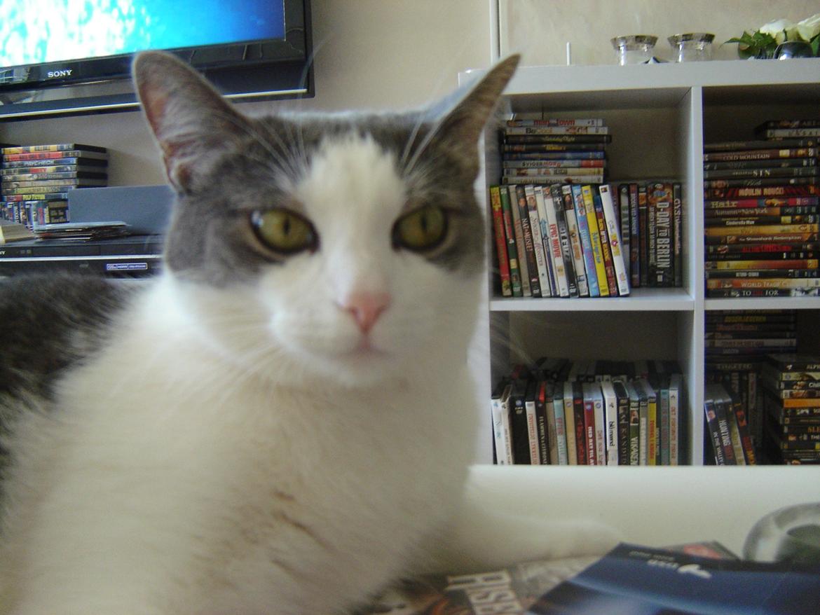 Huskat Chili billede 9