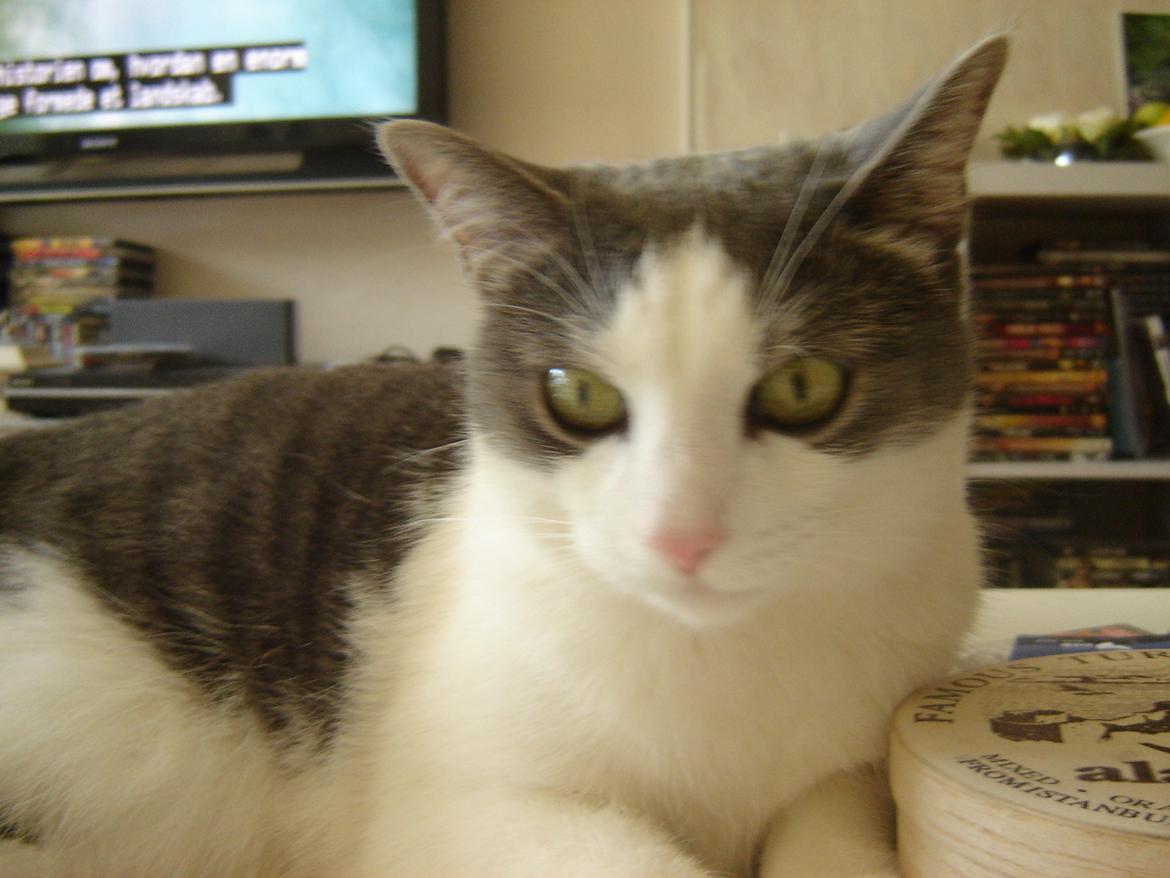 Huskat Chili billede 10