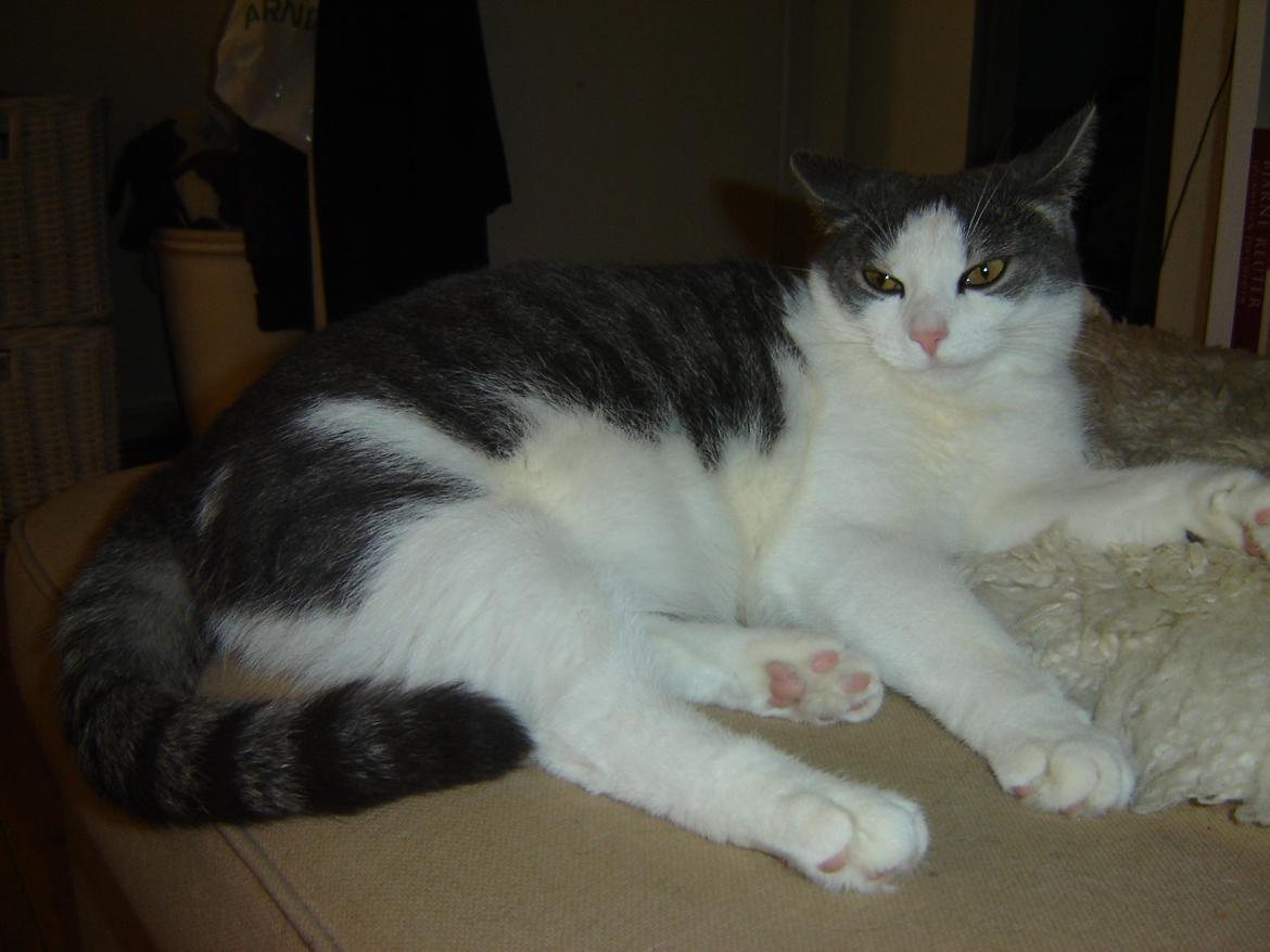 Huskat Chili billede 11