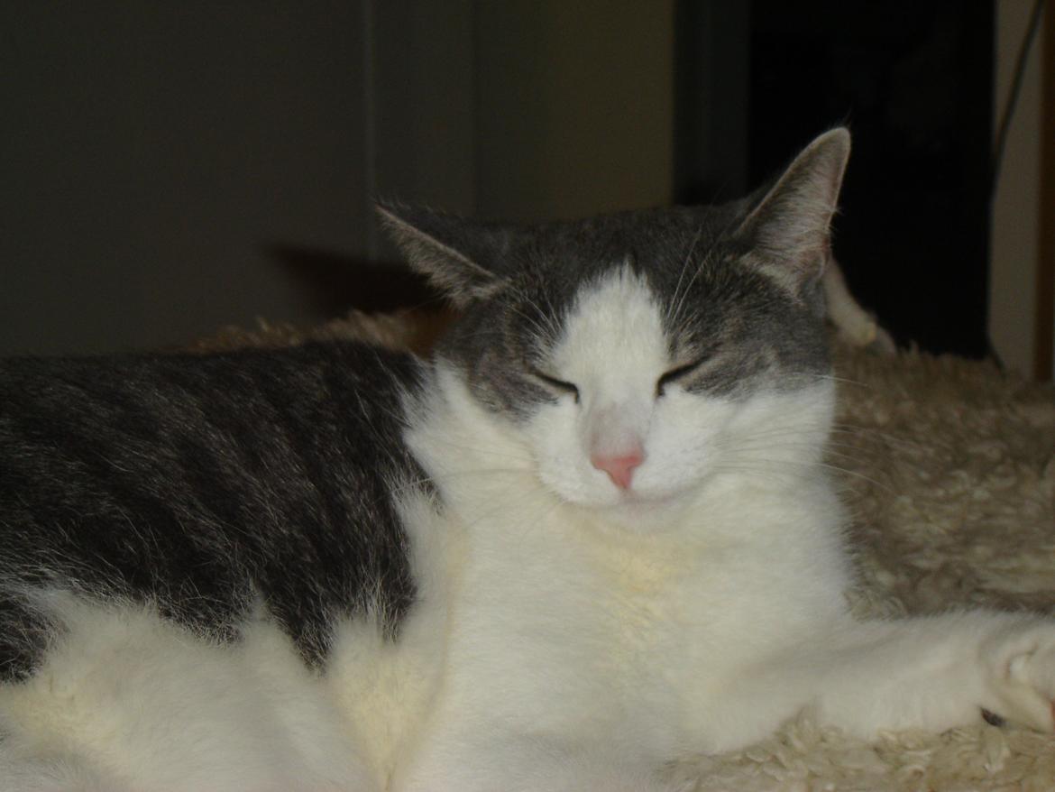 Huskat Chili billede 12