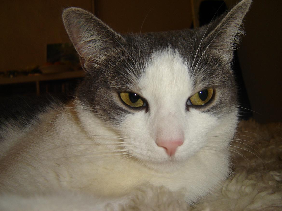 Huskat Chili billede 13