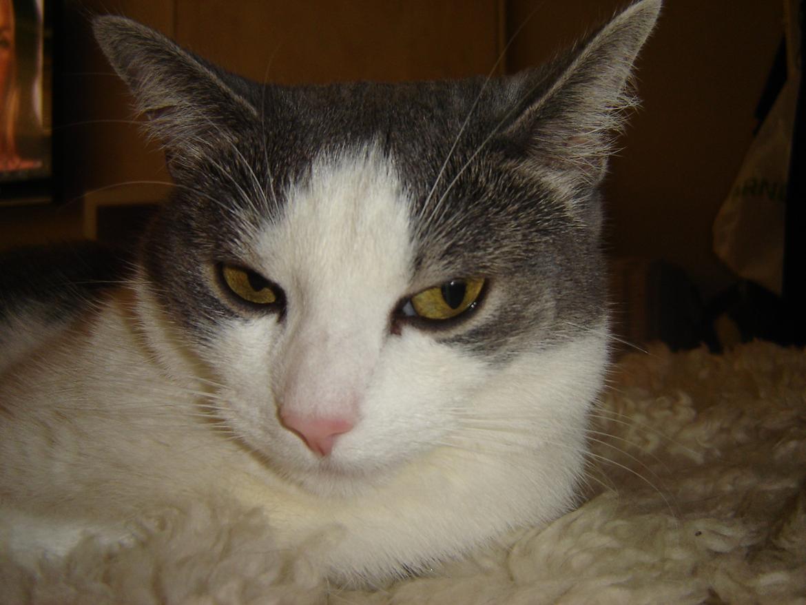 Huskat Chili billede 14