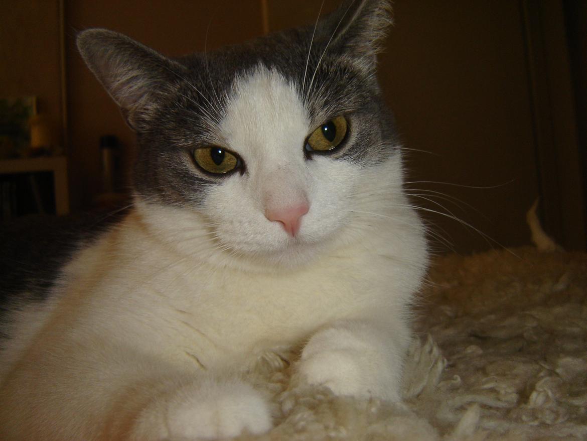 Huskat Chili billede 15