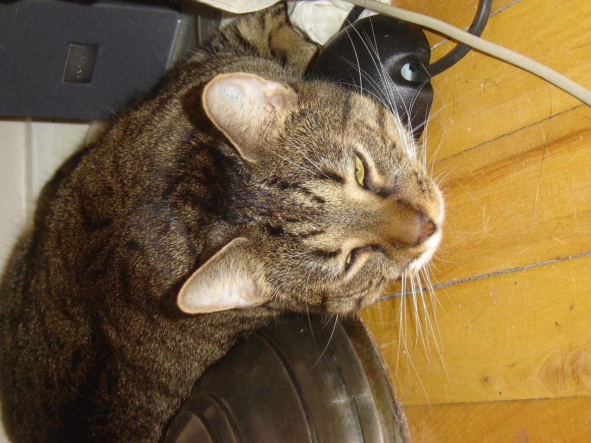 Huskat Louis billede 1