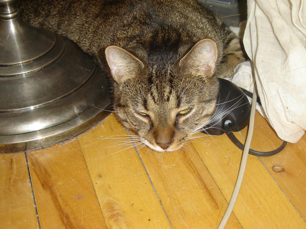 Huskat Louis billede 2