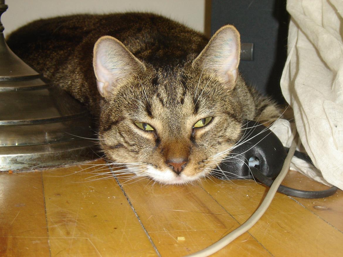 Huskat Louis billede 3