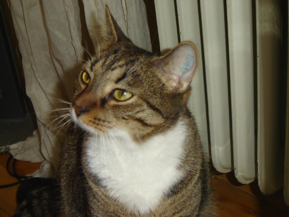 Huskat Louis billede 4