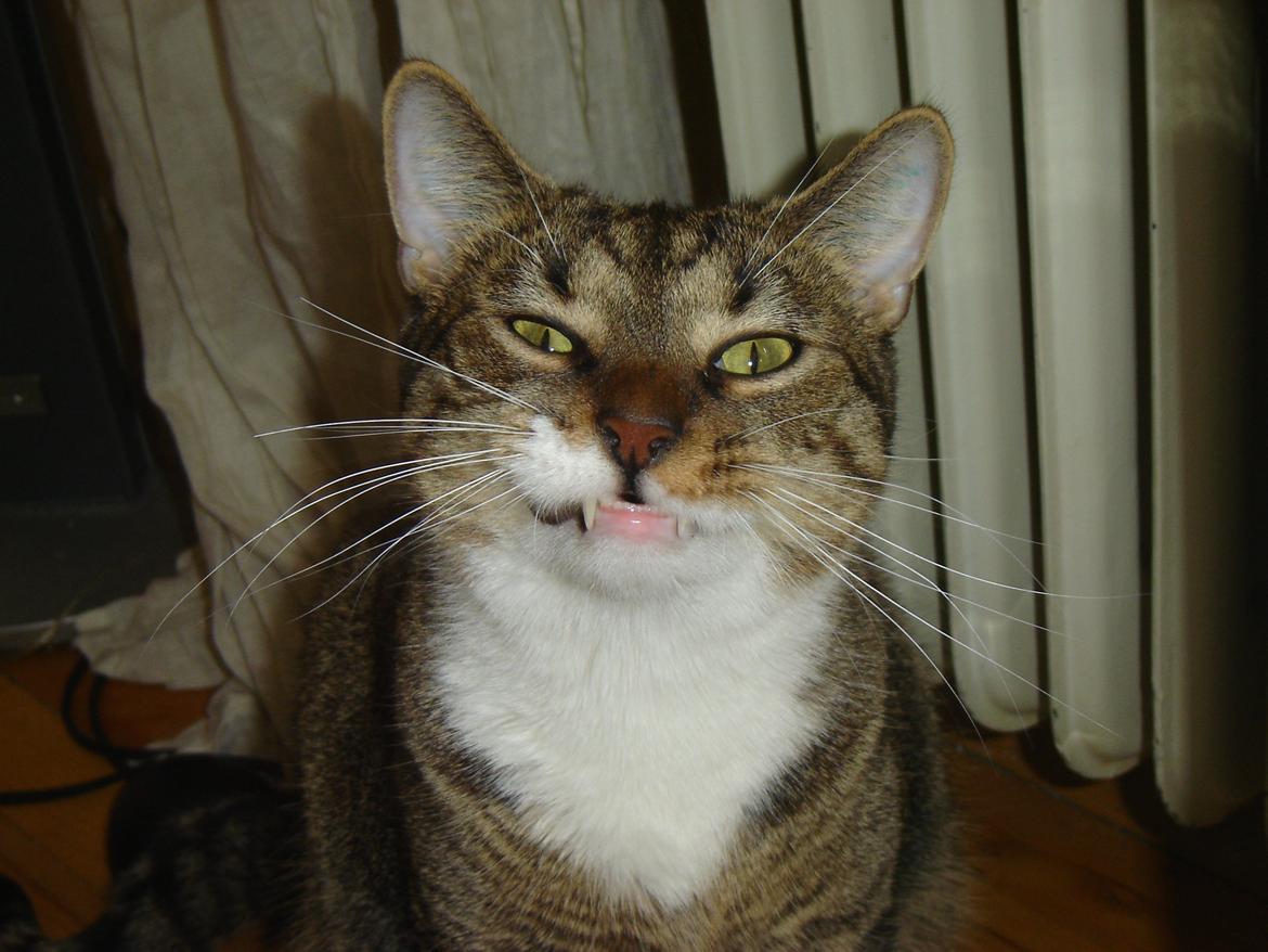 Huskat Louis billede 5