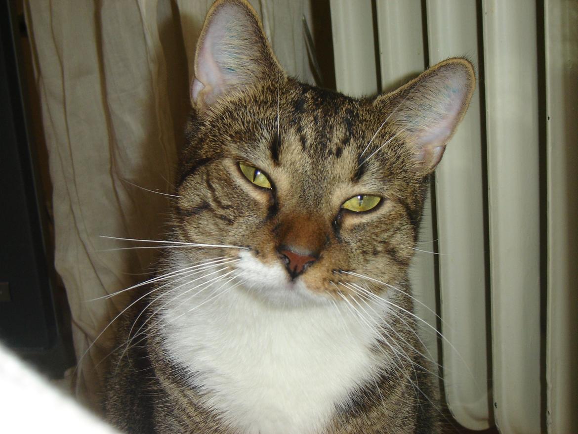 Huskat Louis billede 6