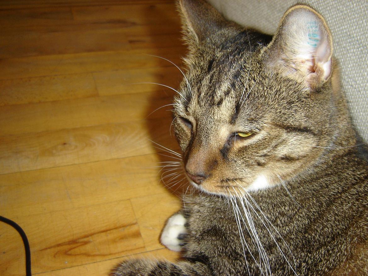 Huskat Louis billede 7