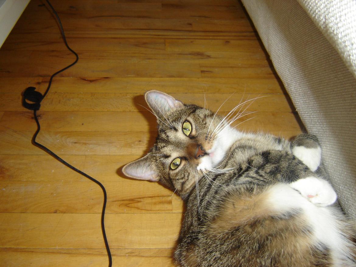 Huskat Louis billede 8