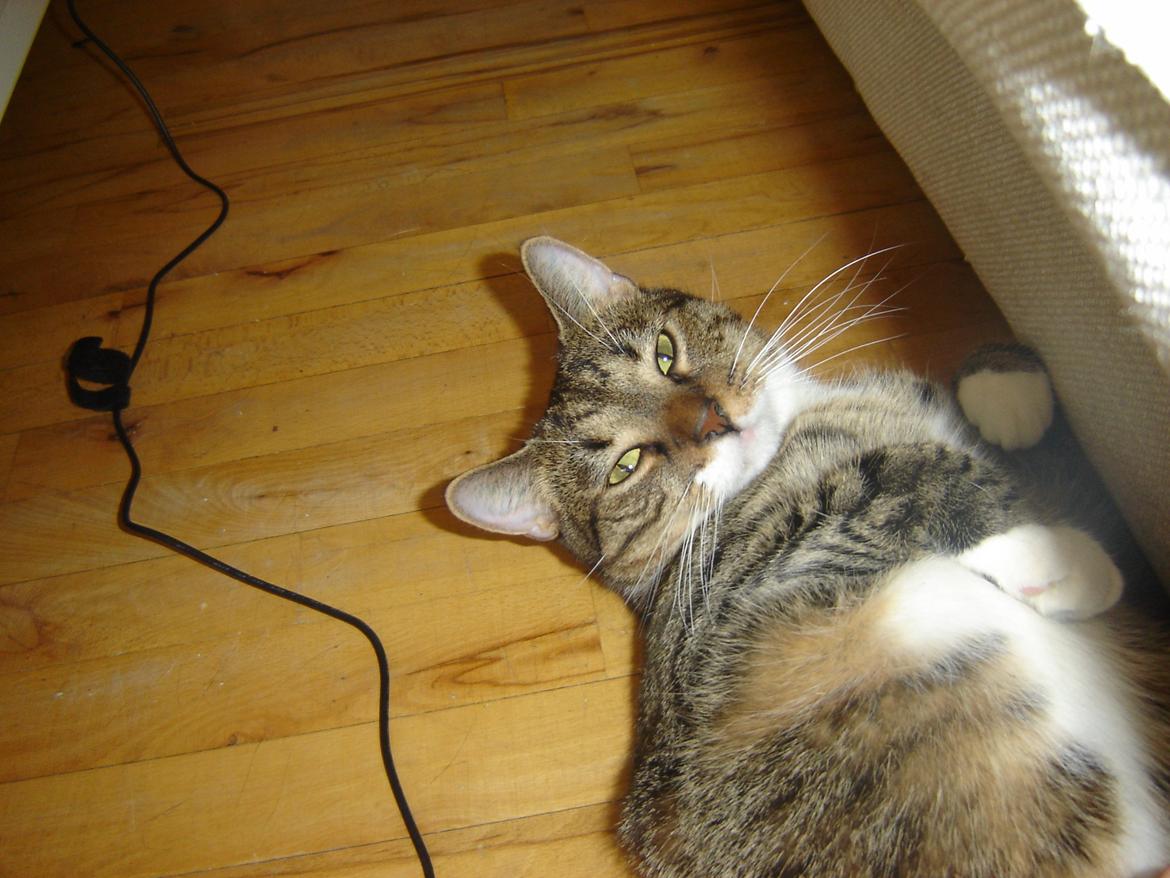 Huskat Louis billede 9