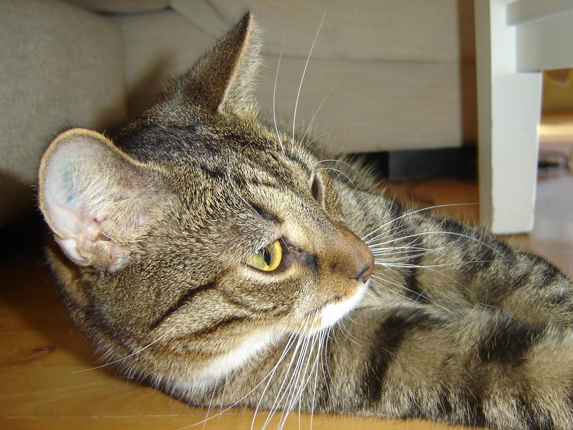 Huskat Louis billede 10