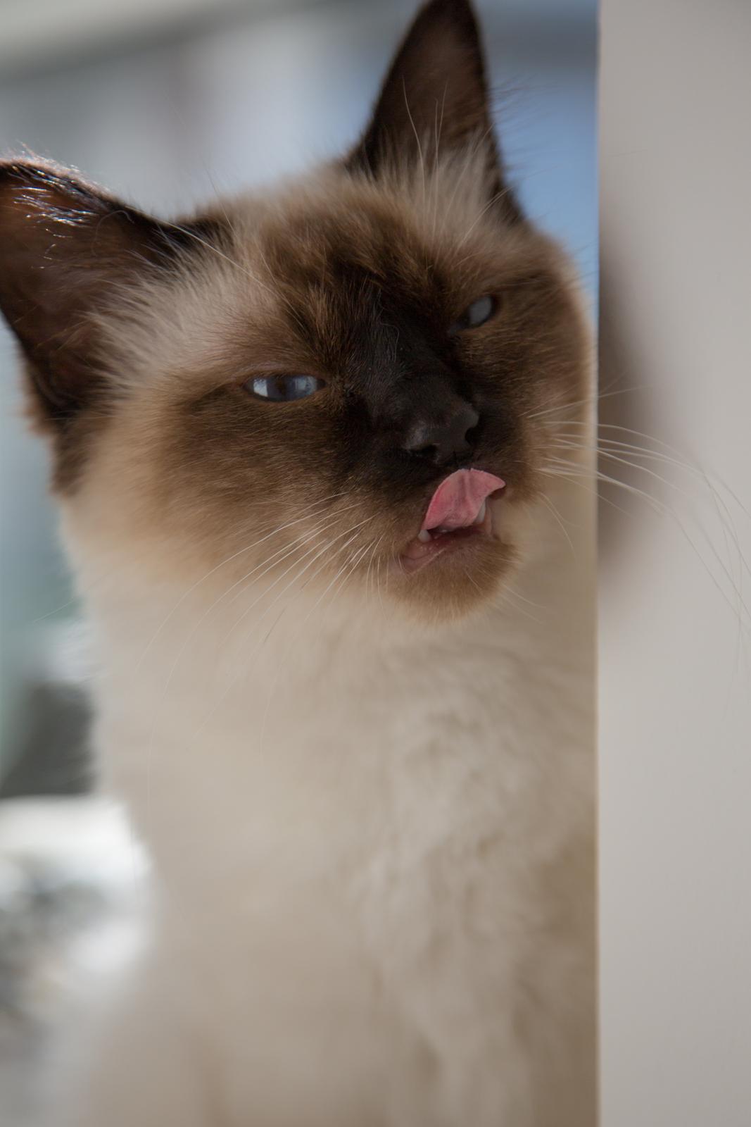 Hellig Birma Missy - Missy står om hjørnet, og håber på at jeg har glemt min laksemad billede 1