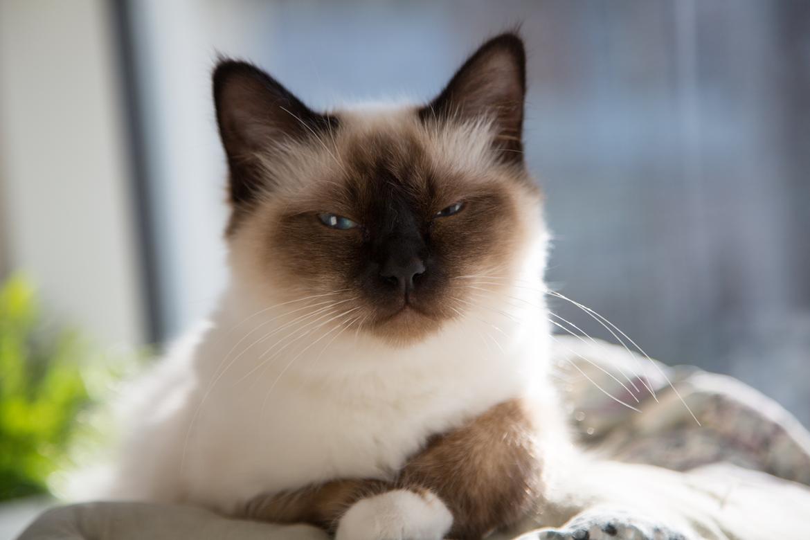 Hellig Birma Missy - Missy slikker sol ved vinduet billede 5