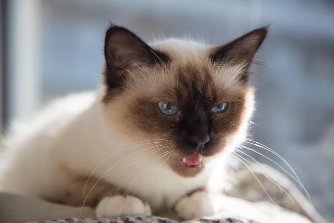 Hellig Birma Missy - Man kan da godt være farlig selvom man er pige. billede 2