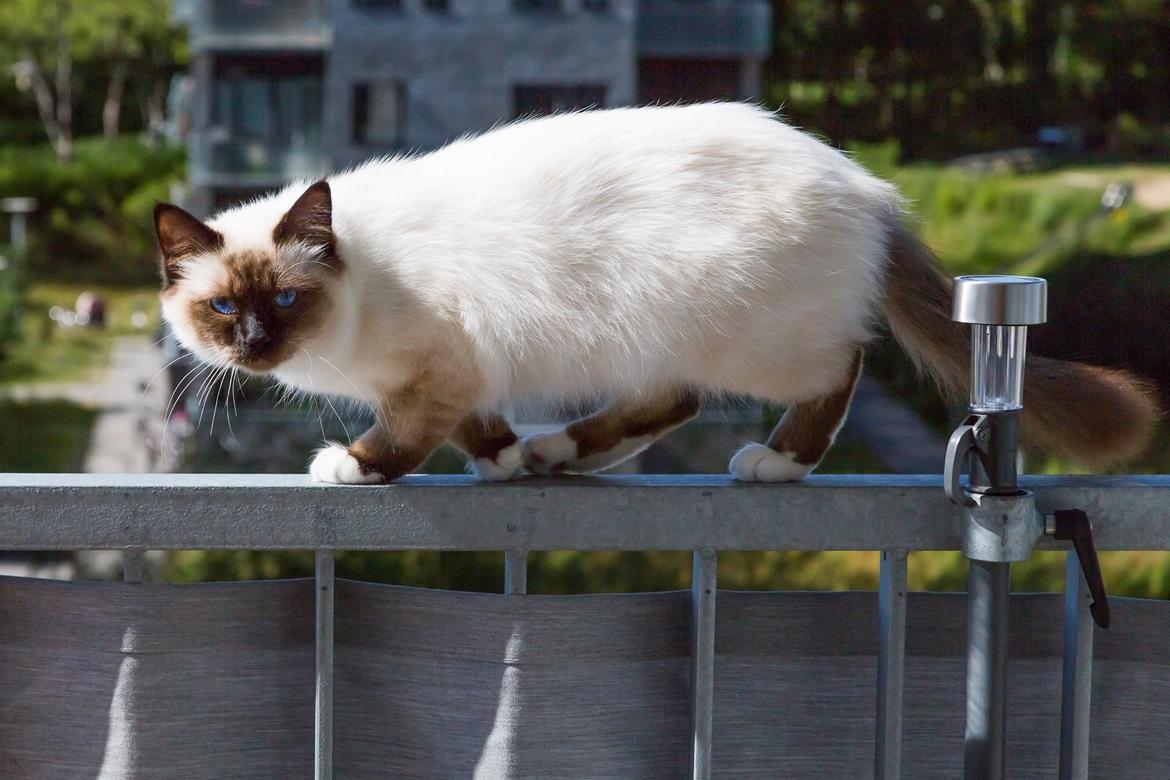 Hellig Birma Missy - Missy truer med at tage springet, hvis ikke hun får sin vilje.

"Nix! Aldi's bedste er godt nok til dig, basta!" billede 3