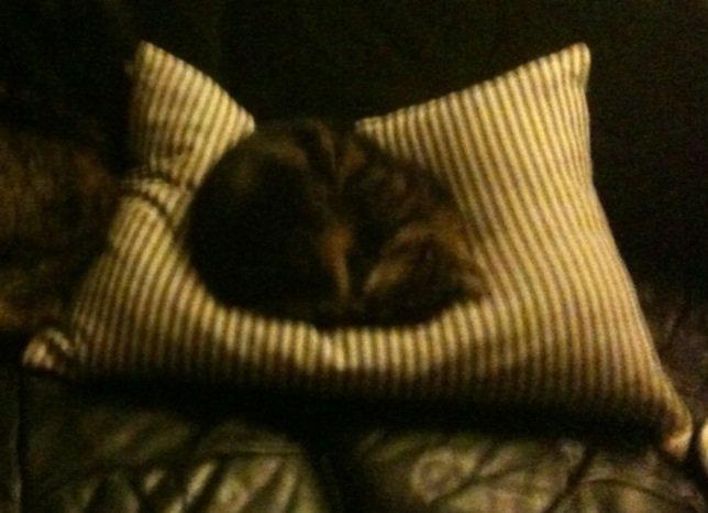 Huskat Miss Kitty billede 1