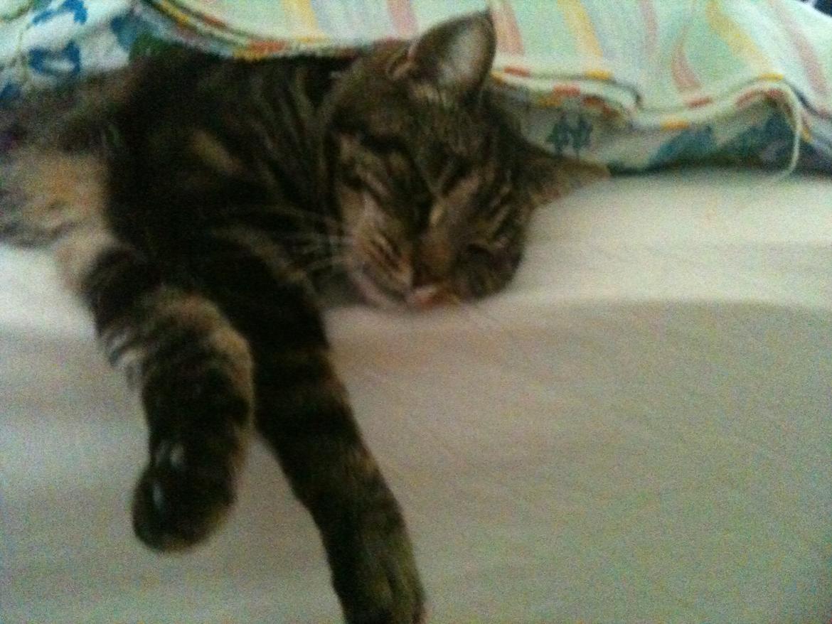 Huskat Miss Kitty billede 4