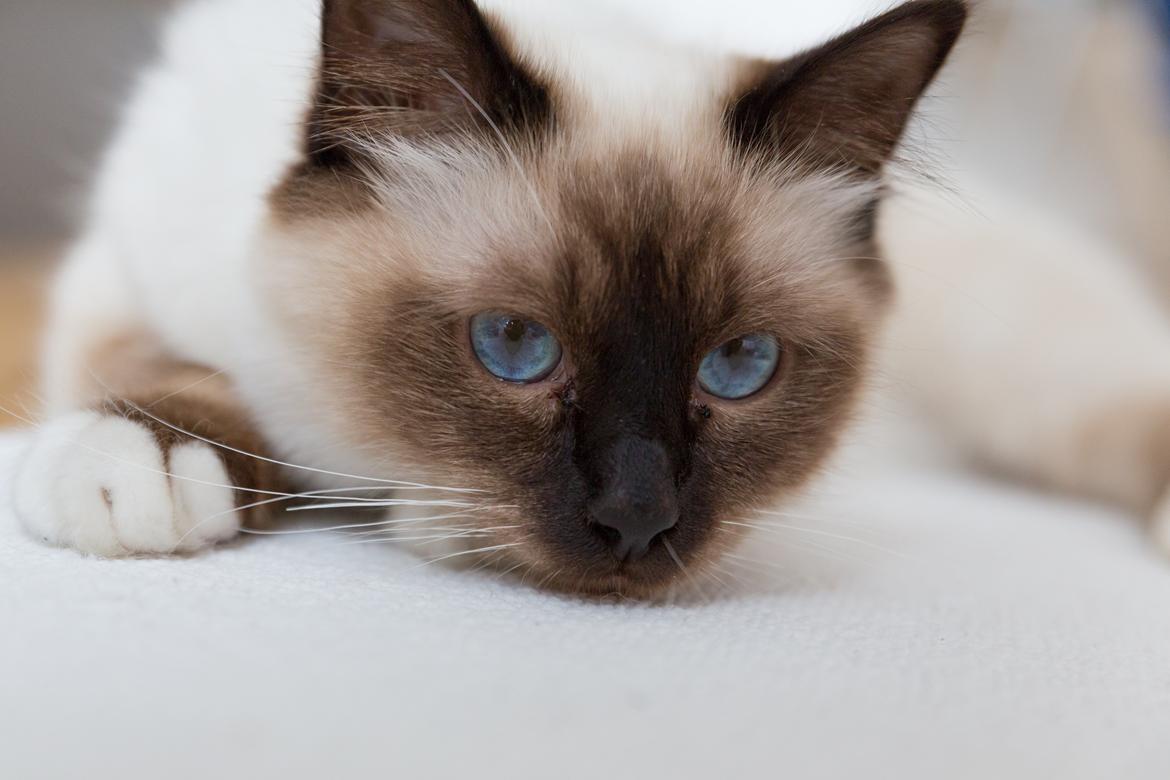 Hellig Birma Missy - Missy som hvalp billede 4