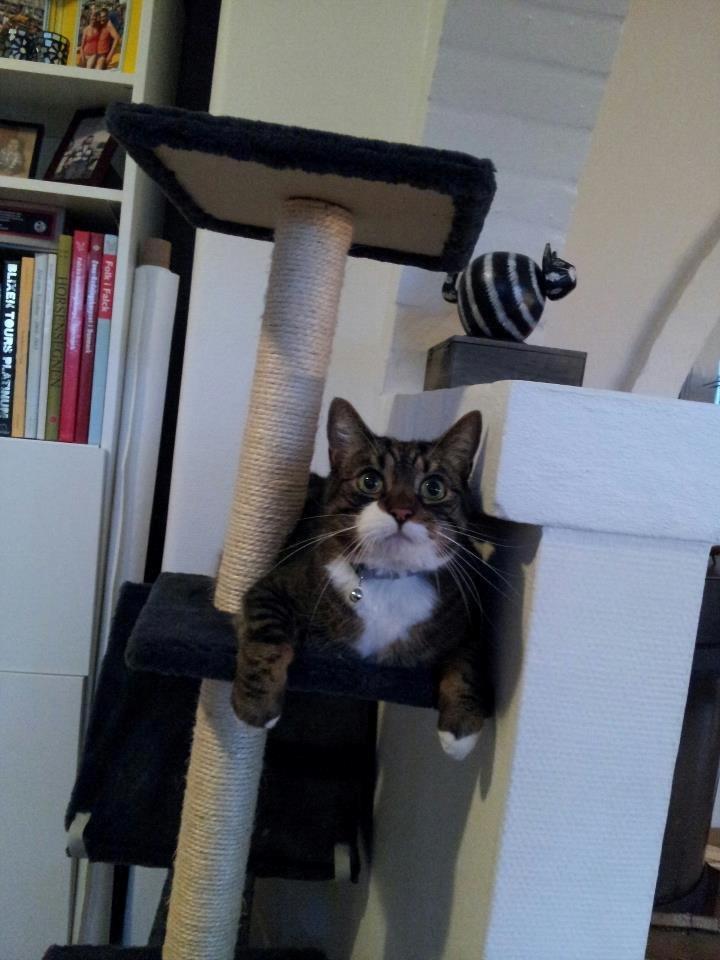 Huskat Bølle billede 1