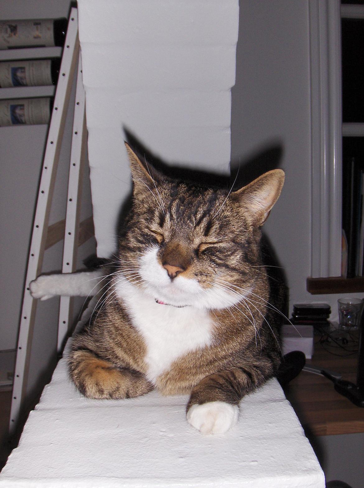 Huskat Bølle billede 2