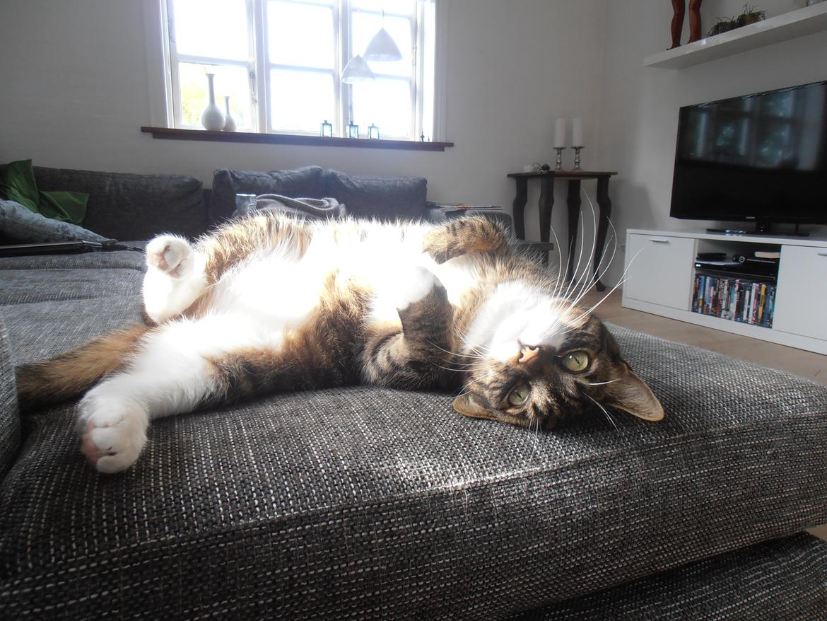 Huskat Bølle billede 3