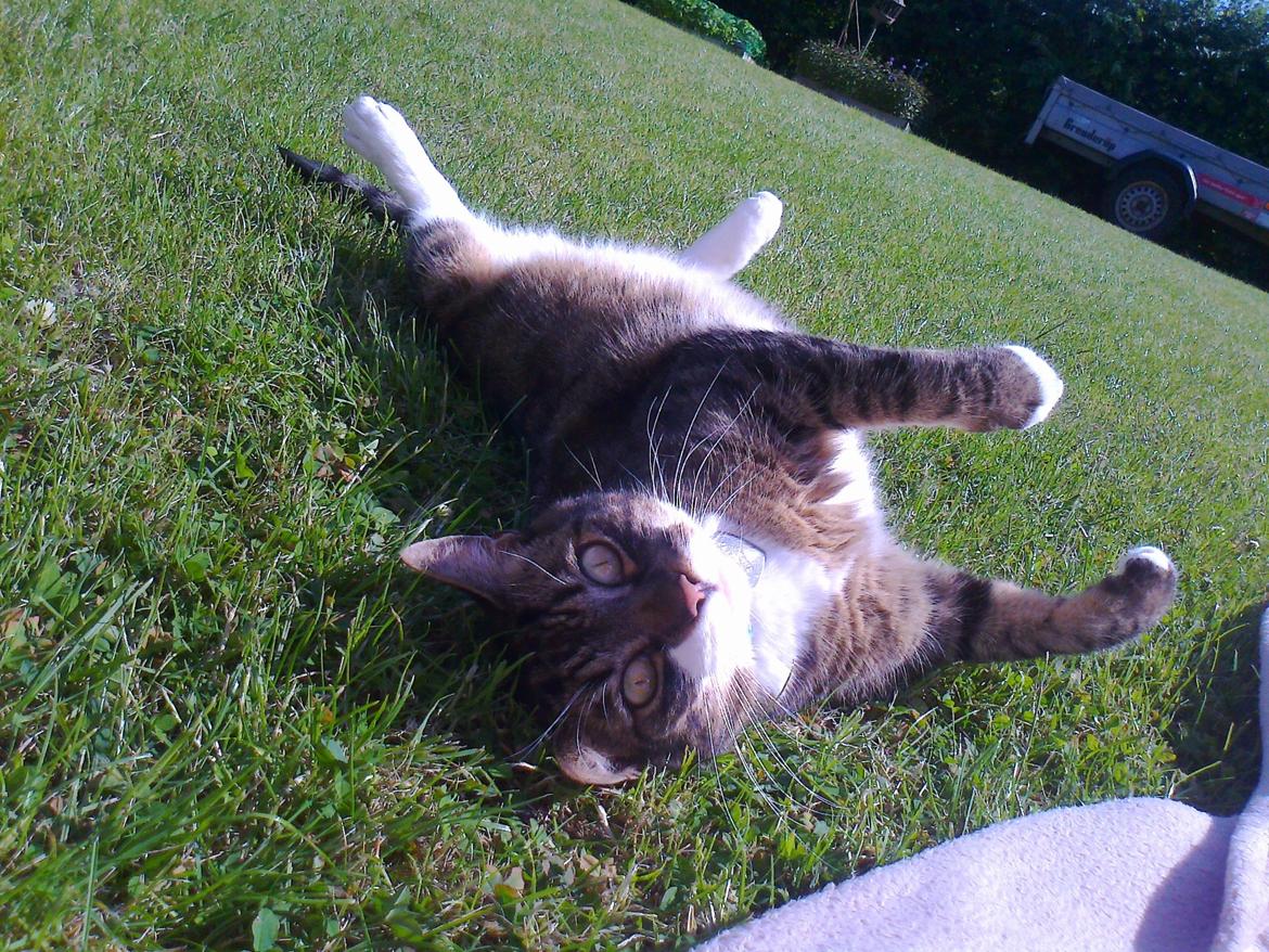 Huskat Bølle billede 4