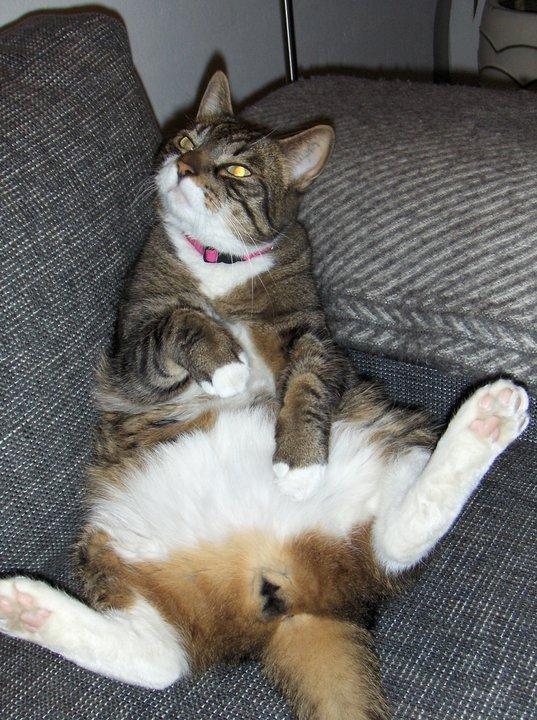 Huskat Bølle billede 6