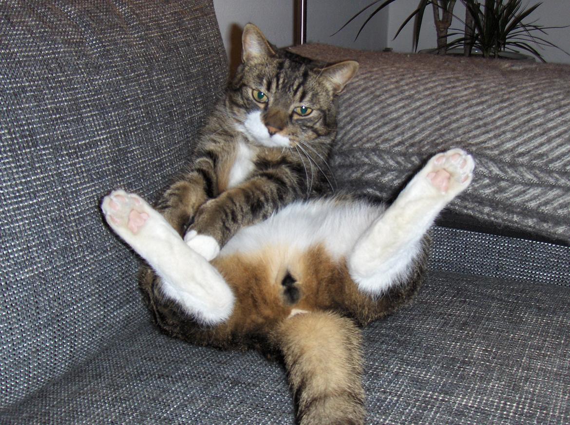 Huskat Bølle billede 7