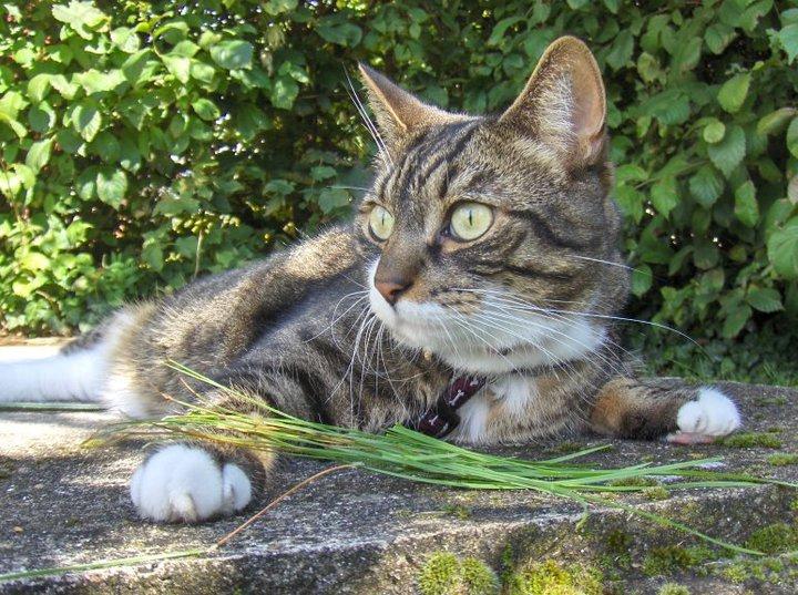 Huskat Bølle billede 8