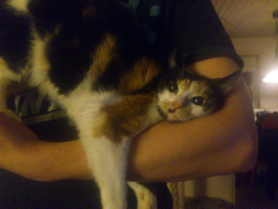 Huskat pocahontas billede 6