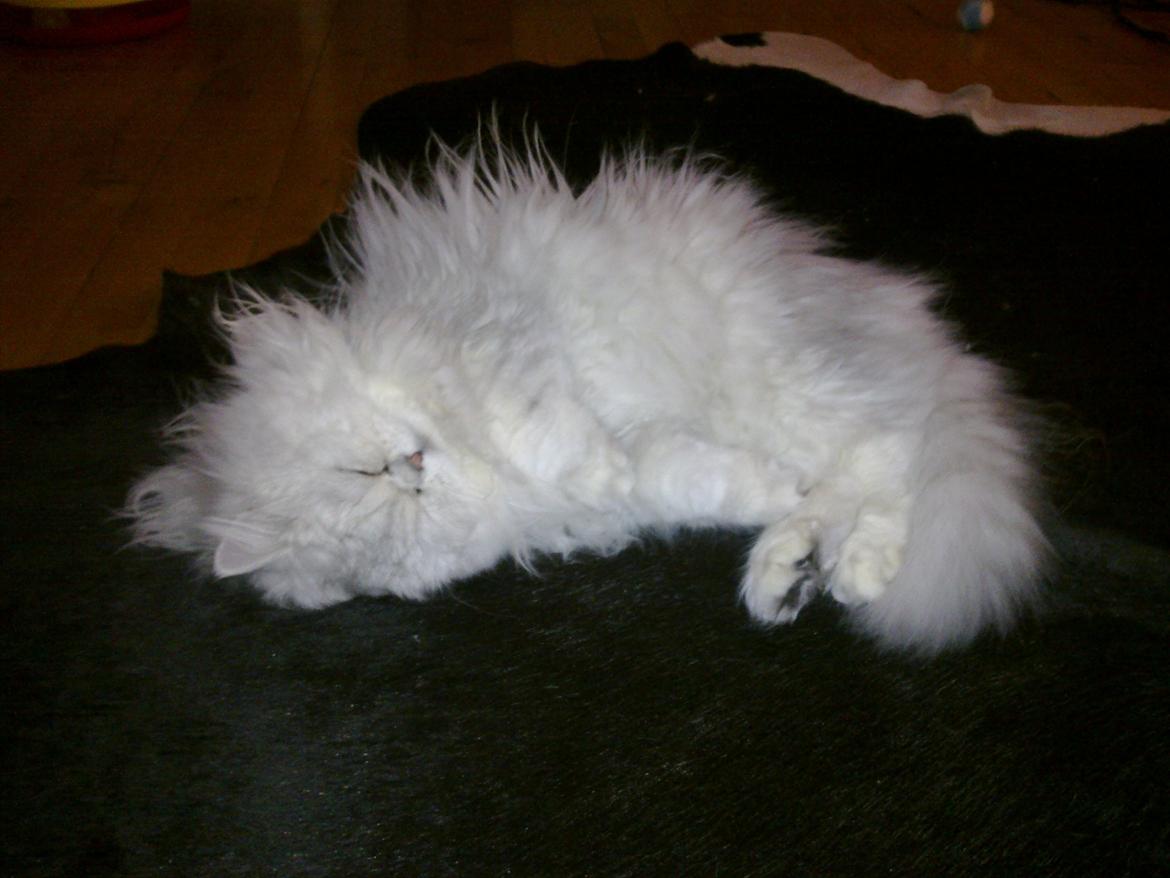 Perser Pjerrot billede 12