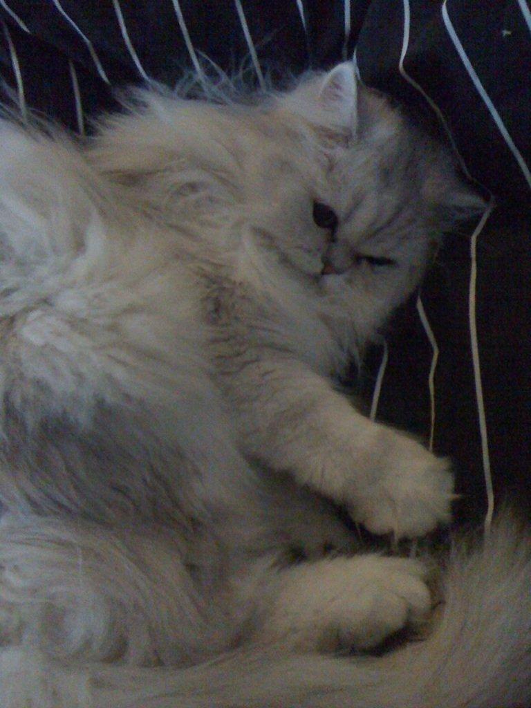 Perser Pjerrot billede 13