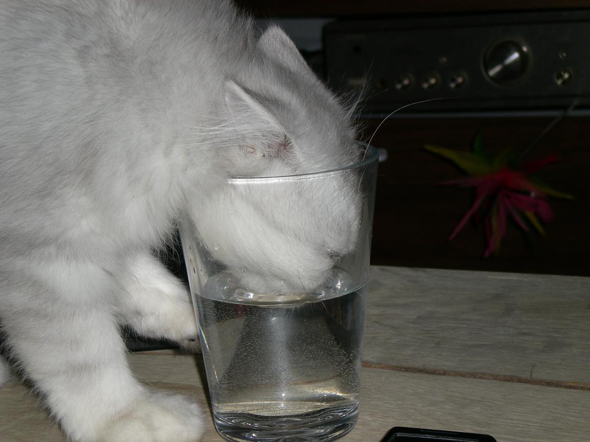 Perser Pjerrot - En tørstig killing. billede 14