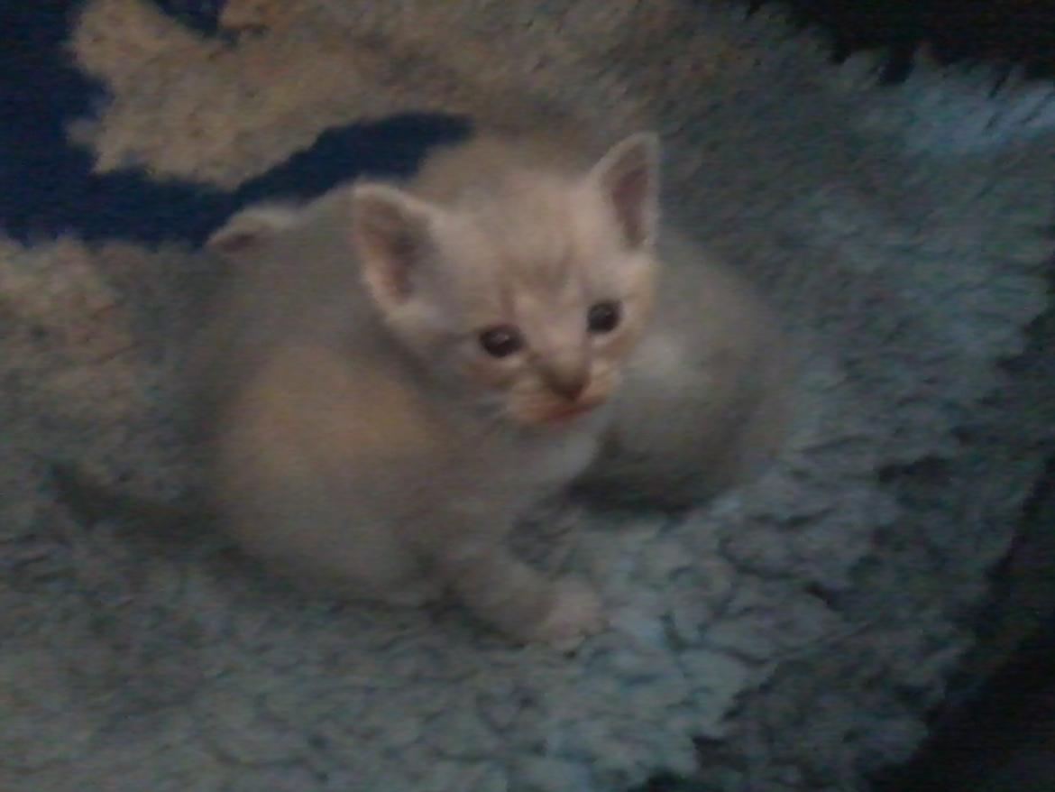 Blanding af racer Freja billede 2