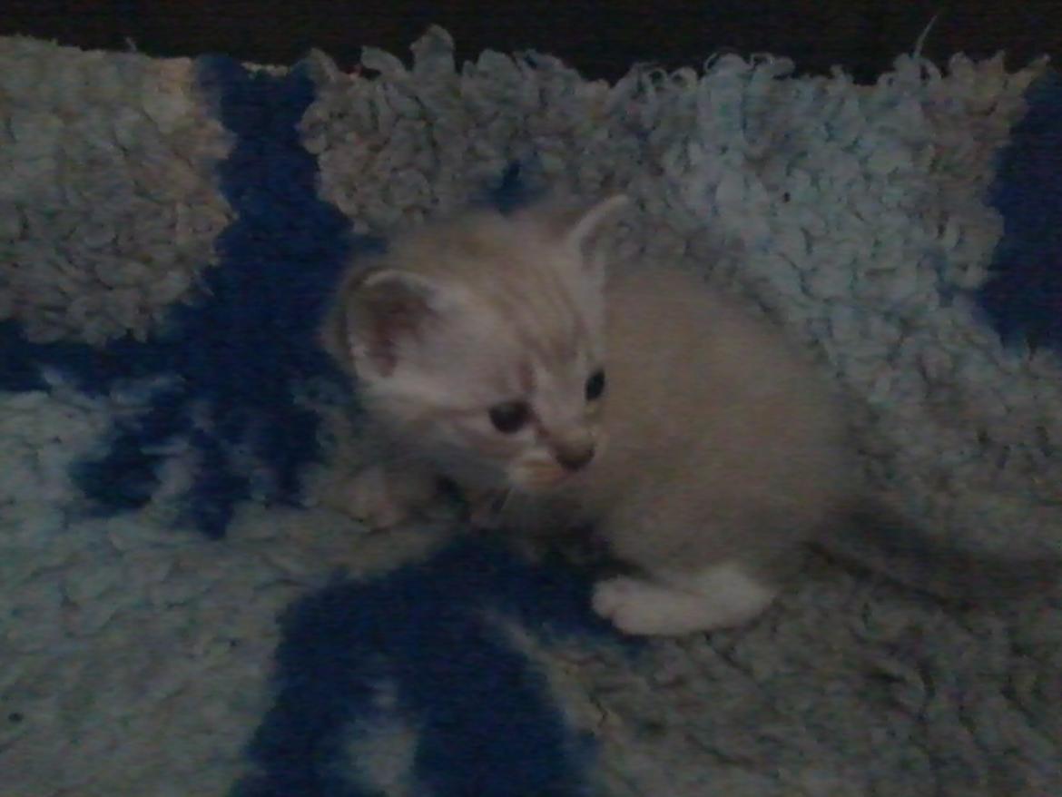 Blanding af racer Freja billede 3