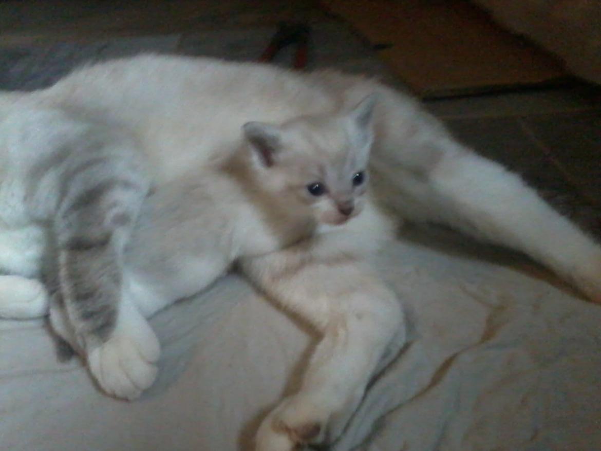 Blanding af racer Freja billede 4