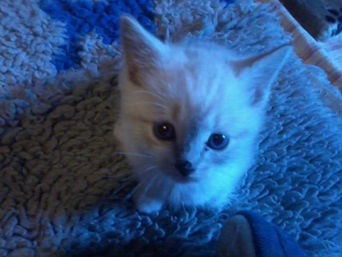 Blanding af racer Freja billede 5