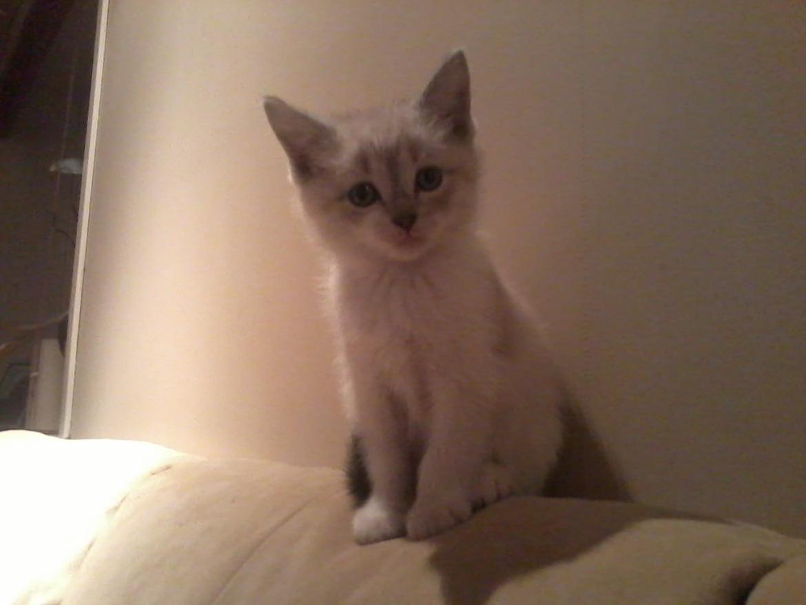 Blanding af racer Freja billede 6