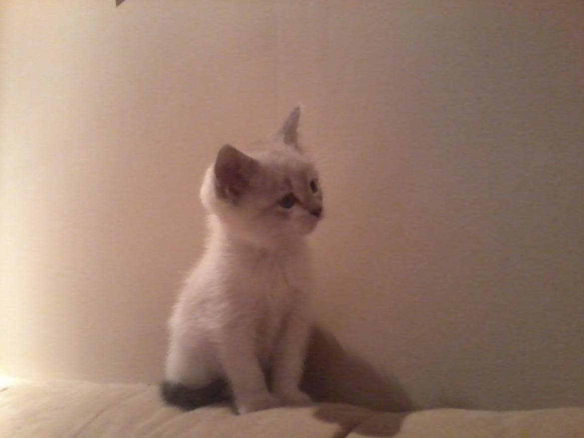 Blanding af racer Freja billede 7