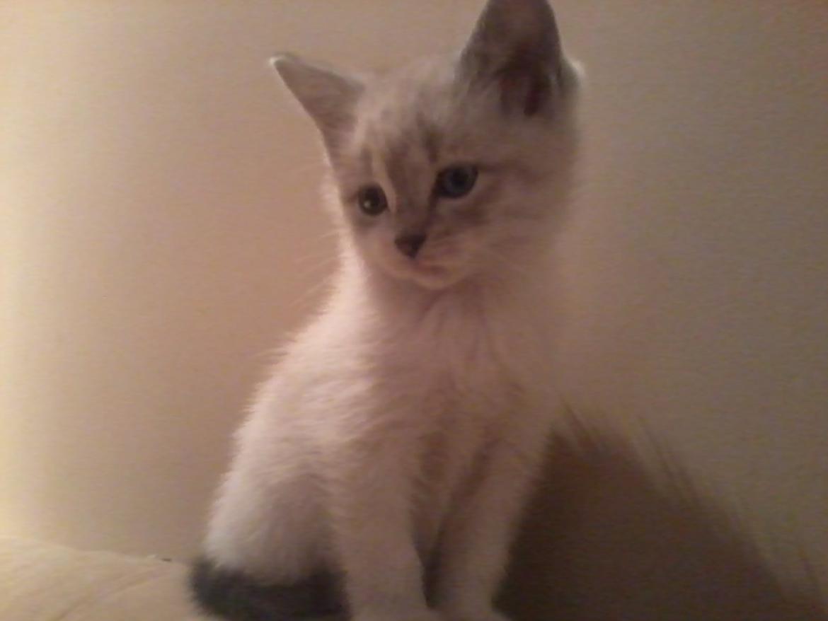 Blanding af racer Freja billede 1