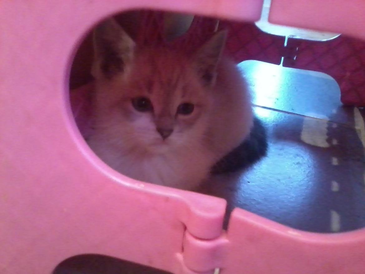 Blanding af racer Freja billede 8